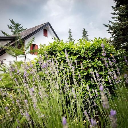 Le Conifere Apartment Pignola Bagian luar foto